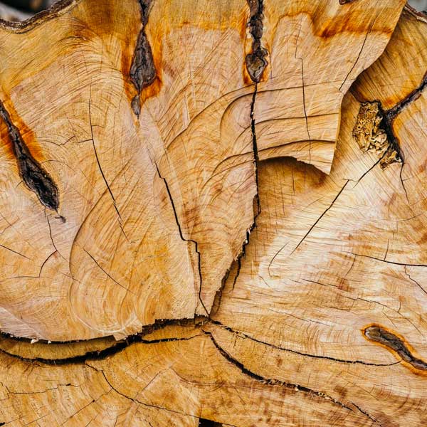 timber harvesting