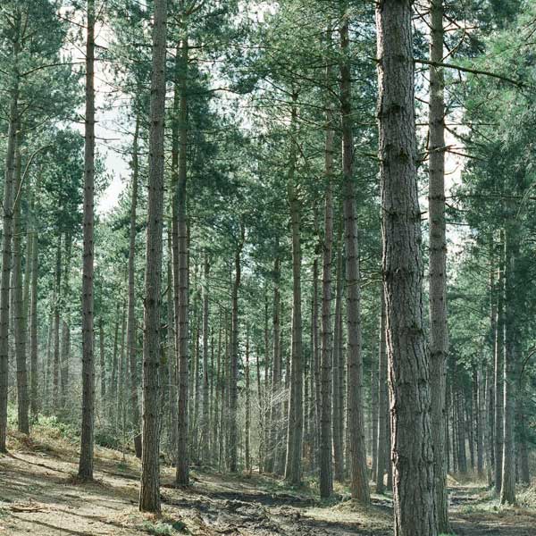 timber management